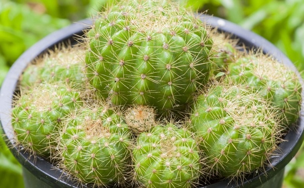 什么植物防輻射最好？防輻射植物有哪些呢？(1)