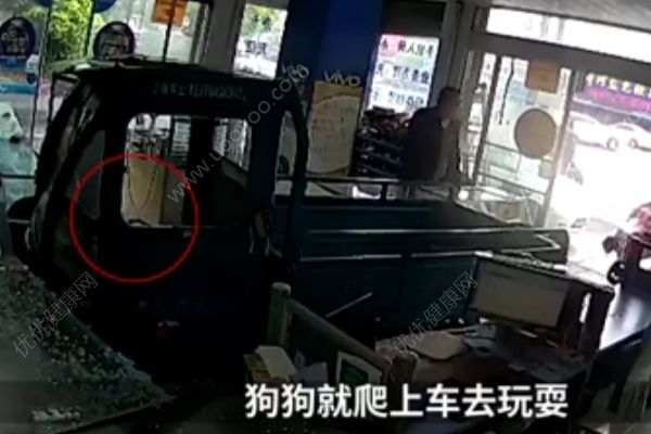 電動三輪車突然沖進手機店，“肇事者”卻是條狗(3)