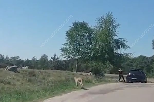 懷抱嬰兒在野生動物園下車，被獵豹圍攻險送命(1)