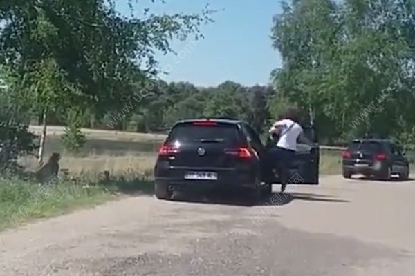 懷抱嬰兒在野生動物園下車，被獵豹圍攻險送命(4)