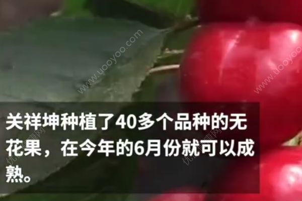 妻子懷孕想吃新鮮水果，丈夫花120萬建大棚種無花果(2)