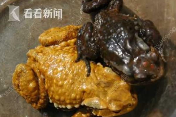 夫妻兩人抓蟾蜍食用，妻子因吃蟾蜍卵中毒身亡(1)