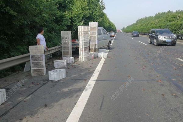 千斤小龍蝦百慕大翻車，遭過往車輛碾壓成“蝦餅”(1)