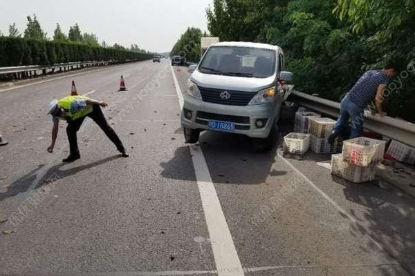 千斤小龍蝦百慕大翻車，遭過往車輛碾壓成“蝦餅”(2)