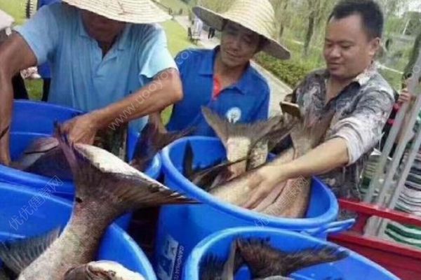 重慶一高校打撈萬斤魚，將做剁椒魚頭等給師生吃(2)