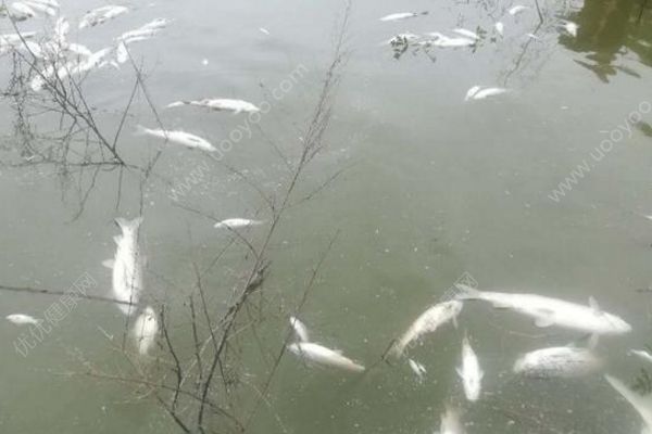 魚塘8萬(wàn)斤魚全死光：檢出石油類污染物，超標(biāo)572倍(4)