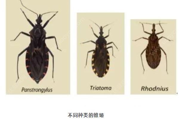 廣州8元1只懸賞這種小蟲，被咬會得“新型艾滋病”(2)