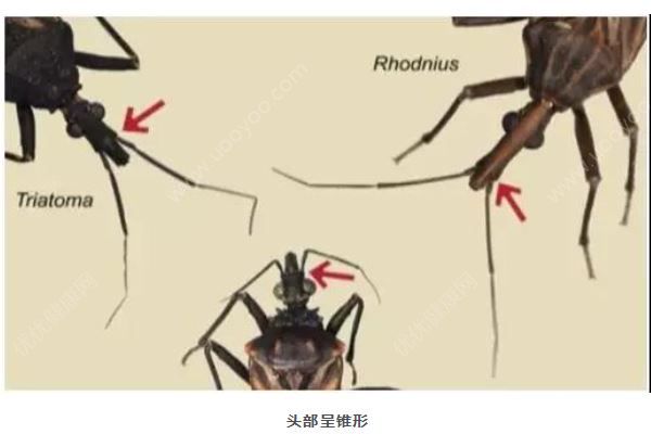 廣州8元1只懸賞這種小蟲，被咬會得“新型艾滋病”(3)