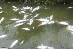 魚塘8萬斤魚全死光：檢出石油類污染物，超標(biāo)572倍[多圖]