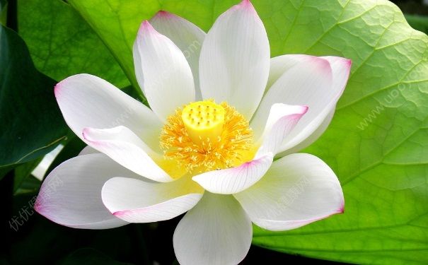 夏天開(kāi)的花有哪些？什么花在夏天開(kāi)放？(1)