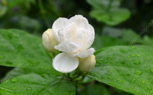 夏天開(kāi)的花有哪些？什么花在夏天開(kāi)放？(4)