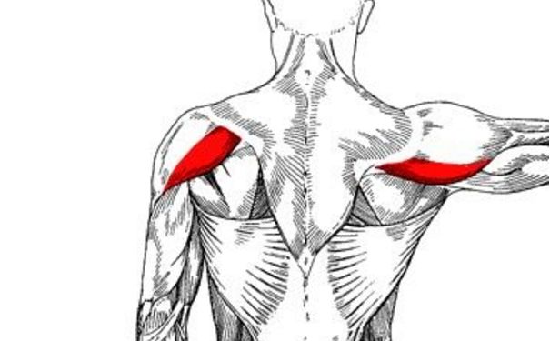 三角肌后束怎么鍛煉？三角肌后束鍛煉方法(1)