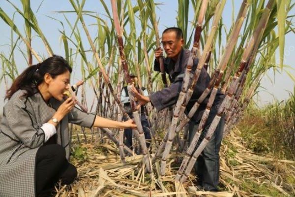 女子吃甘蔗中毒，導(dǎo)致抽搐30年，這種甘蔗不要吃！(3)