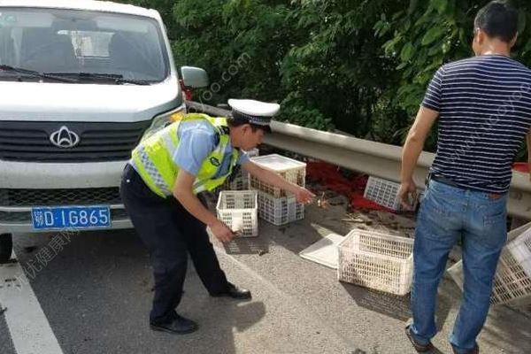 千斤小龍蝦百慕大翻車，遭過往車輛碾壓成“蝦餅”(3)