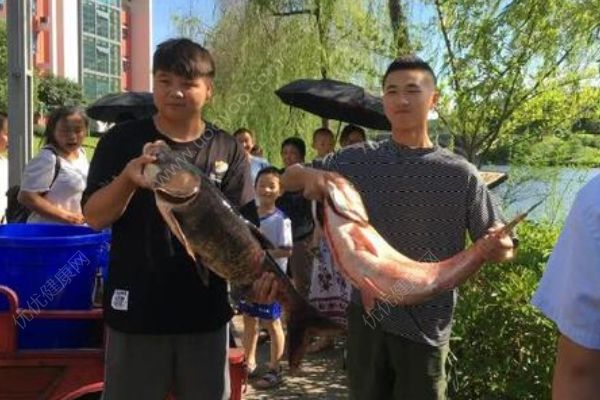 重慶一高校打撈萬斤魚，將做剁椒魚頭等給師生吃(1)