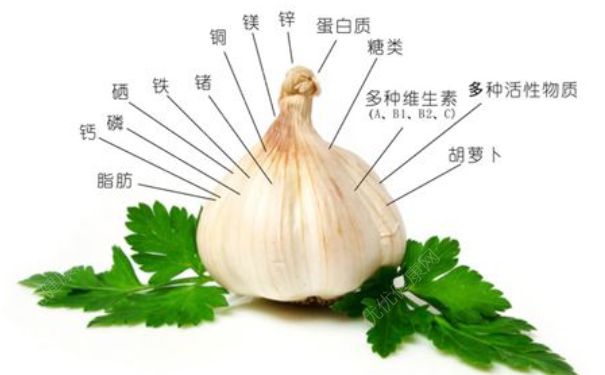 生吃大蔥有什么好處？生吃大蔥的好處(1)