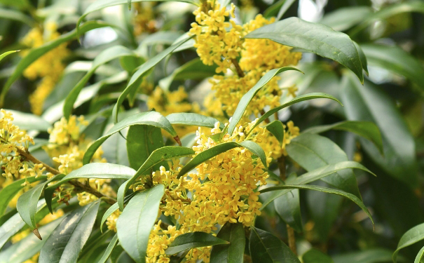 鮮花食療是什么意思？桂花漱口能除口臭嗎？(1)