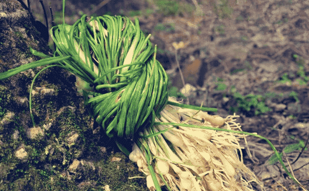 什么是野蔥？吃野蔥有什么好處？(1)