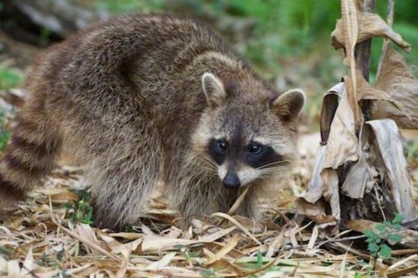 中國(guó)球迷在俄動(dòng)物園被浣熊咬傷，進(jìn)行狂犬病檢查(2)