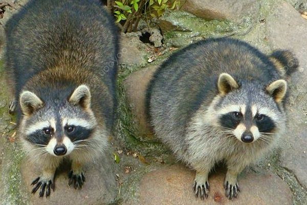 中國(guó)球迷在俄動(dòng)物園被浣熊咬傷，進(jìn)行狂犬病檢查(3)