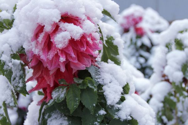 寒潮來了要注意什么？下雪要注意預(yù)防疾病(1)