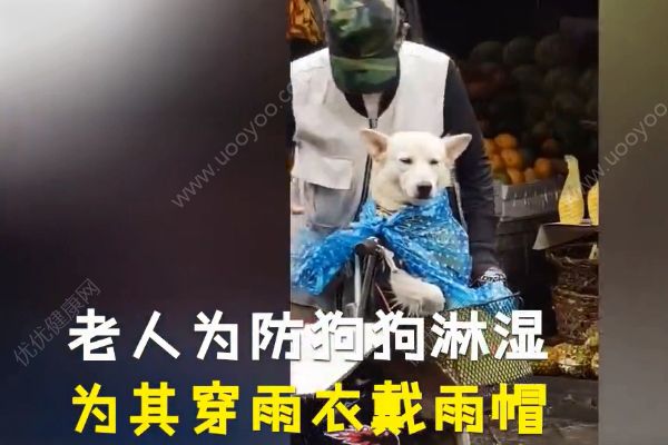 雨中給狗狗穿衣戴帽子！狗狗到底需不需要穿衣服？(1)