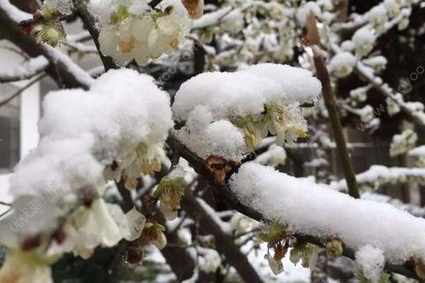 中央氣象臺又發(fā)布藍(lán)色暴雪預(yù)警，倒春寒要來了嗎？(3)