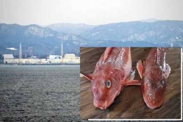 日本現(xiàn)超標(biāo)輻射魚，過度接觸輻射有何危害？(1)