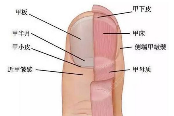 怎樣剪腳指甲避免指甲長進肉里？這才是剪腳指甲的正確方法(1)