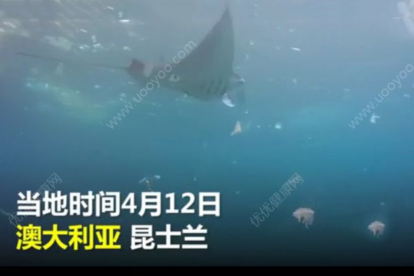 白色垃圾霸占澳洲海灘！魚類與塑料同游！(1)