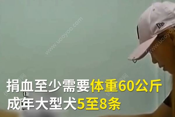 金毛狗內(nèi)臟出血病危！20多只狗深夜集體捐血！(3)