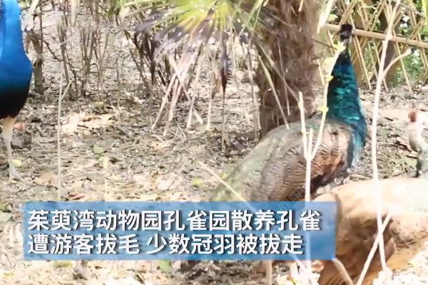 孔雀遭拔毛成公雞！動(dòng)物園：或?qū)⒂慰土腥牒诿麊危?1)