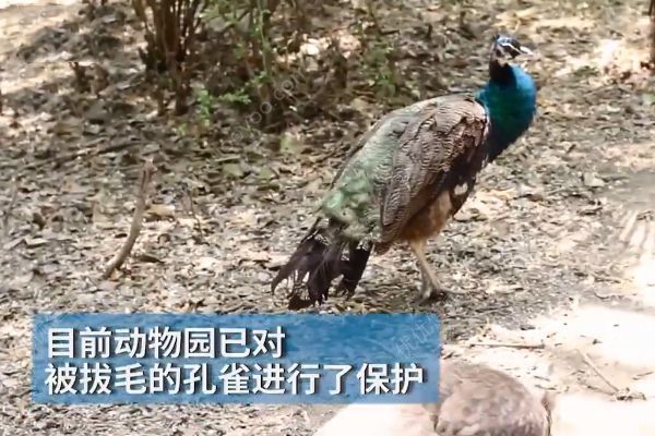 孔雀遭拔毛成公雞！動(dòng)物園：或?qū)⒂慰土腥牒诿麊危?3)