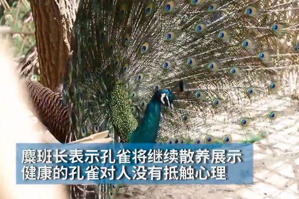 孔雀遭拔毛成公雞！動(dòng)物園：或?qū)⒂慰土腥牒诿麊危?4)