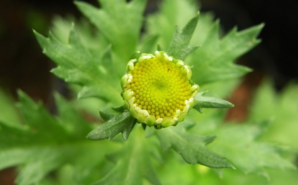 驅(qū)蚊植物對(duì)人體有害嗎？驅(qū)蚊植物有哪些？(1)