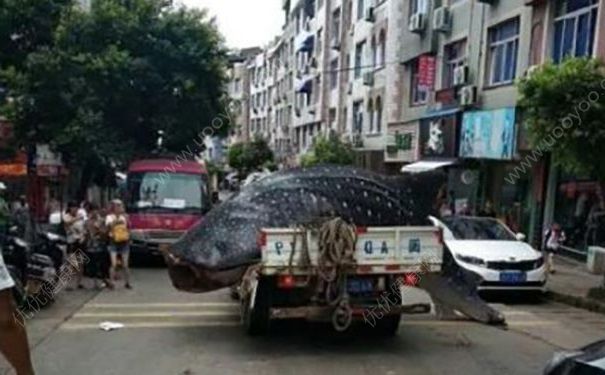 貨車(chē)運(yùn)鯨鯊送酒店遭拒，在路邊用鋸子切割，吃鯊魚(yú)肉好不好？(1)