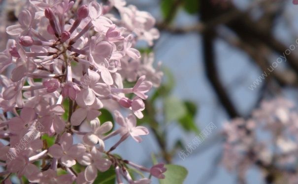 丁香花蕾有什么作用？丁香花蕾有哪些功效？(1)