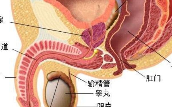 包皮炎有什么癥狀？包皮炎怎么根治？(1)