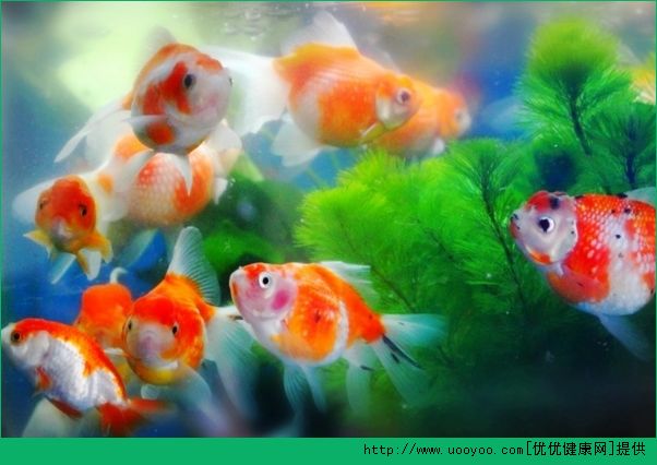 老年人養(yǎng)金魚好不好？老年人養(yǎng)金魚的好處有哪些？(1)