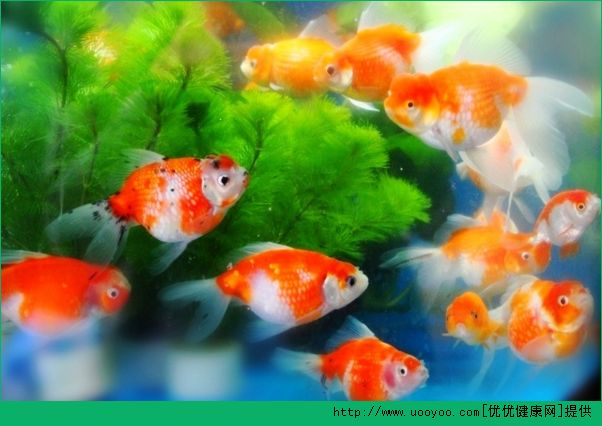 老年人養(yǎng)金魚好不好？老年人養(yǎng)金魚的好處有哪些？(2)