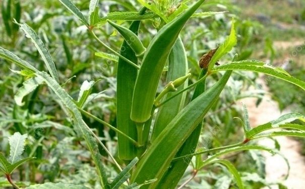 生吃秋葵有什么好處？生吃秋葵好不好？(3)