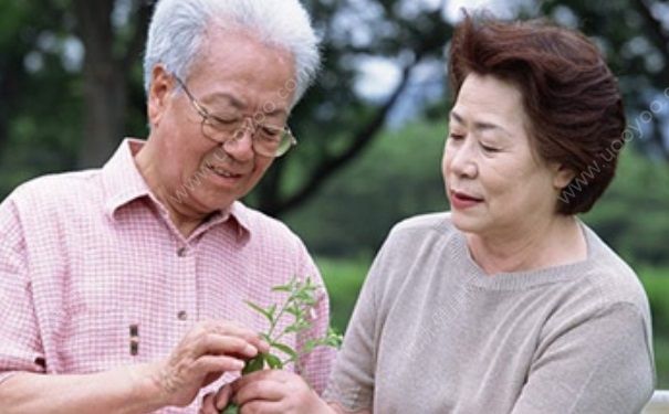 人參泡茶怎么泡？人參泡茶喝有什么好處？(3)