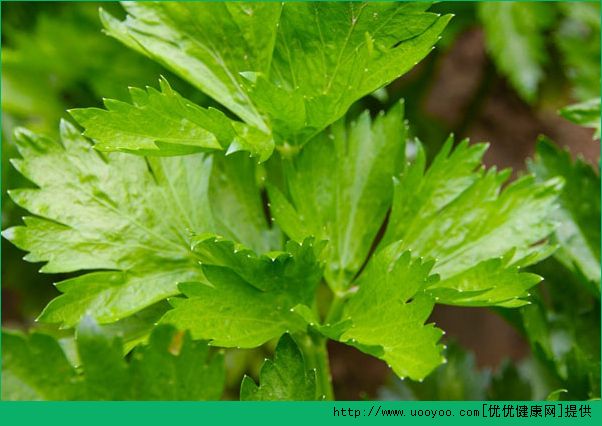 豆芽能和芹菜一起吃嗎？芹菜和豆芽一起吃有什么好處？(2)