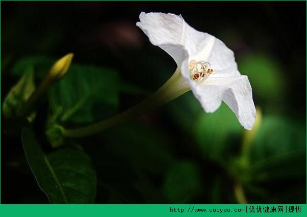 屋內(nèi)種郁金香致頭發(fā)脫落 家里不能養(yǎng)的花有哪些？(7)