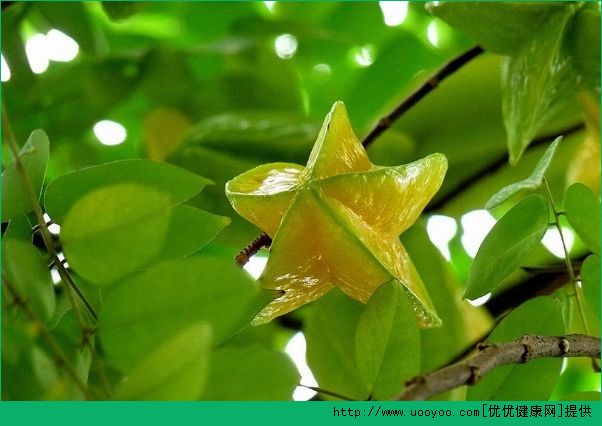 楊桃和芒果能一起吃嗎？楊桃和芒果一起吃好不好？(1)