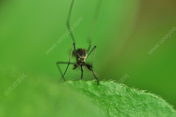 蚊子為什么晚上出來？蚊子晚上能看見嗎？(2)