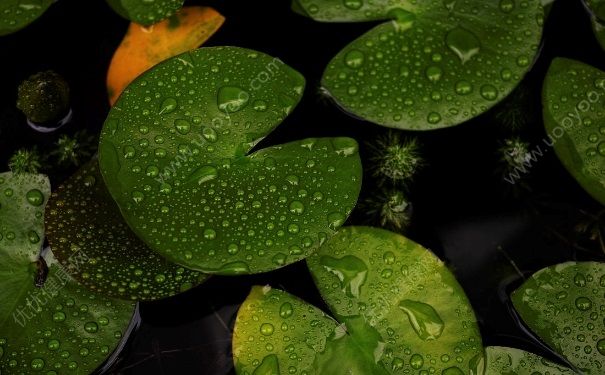 下雨衣服晾不干怎么辦？下雨天淋雨的衣服還要洗嗎？(4)