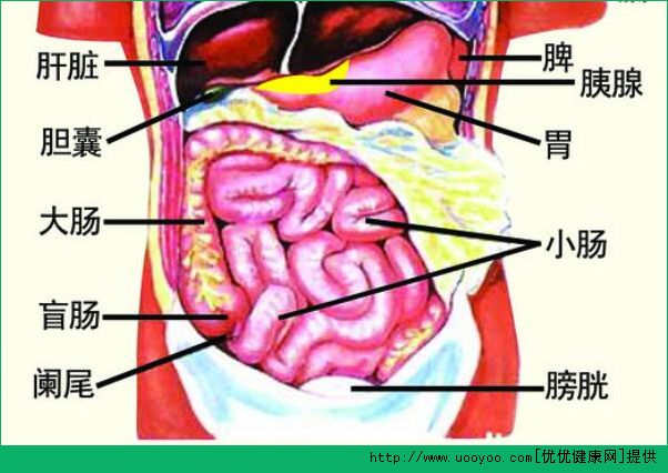 診脈有什么作用？診脈和臟腑的聯(lián)系(2)