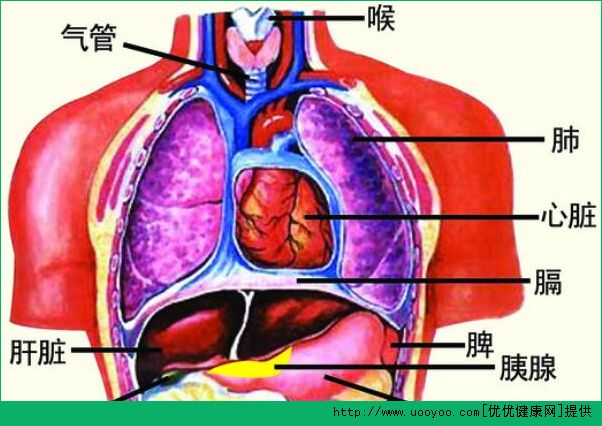 診脈有什么作用？診脈和臟腑的聯(lián)系(3)