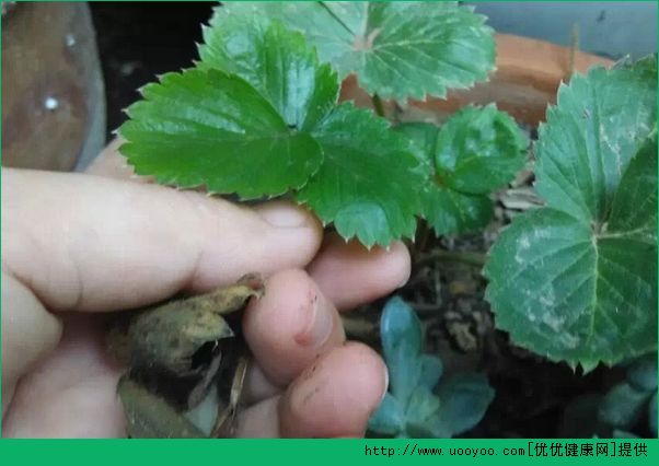 草莓怎么種？草莓陽(yáng)臺(tái)種植方法介紹(2)